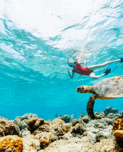 Snorkeling with sea turtle